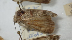 Standfussiana lucernea