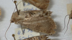 Standfussiana lucernea