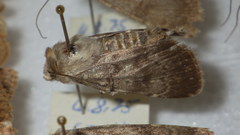 Standfussiana lucernea