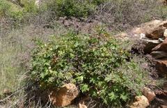 Pelargonium hispidum