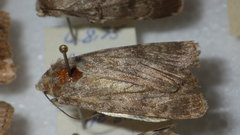 Standfussiana lucernea