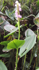 Pontederia sagittata