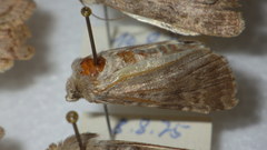 Standfussiana lucernea