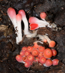 Microstoma protractum