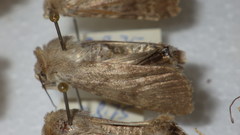 Standfussiana lucernea