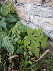 Ampelopsis aconitifolia