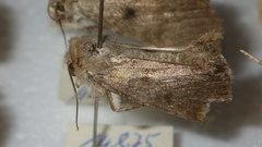 Standfussiana lucernea