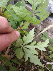 Ampelopsis aconitifolia
