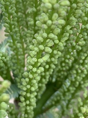 Elephantorrhiza goetzei