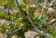 Searsia tripartita
