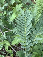 Elephantorrhiza goetzei