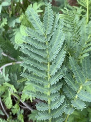 Elephantorrhiza goetzei