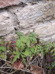 Ampelopsis aconitifolia
