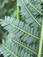Elephantorrhiza goetzei