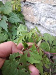 Ampelopsis aconitifolia