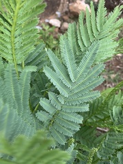 Elephantorrhiza goetzei