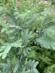 Elephantorrhiza goetzei