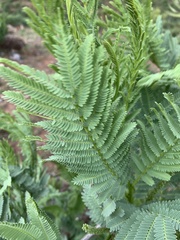 Elephantorrhiza goetzei