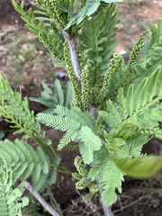 Elephantorrhiza goetzei