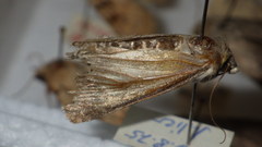 Standfussiana lucernea