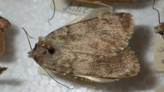 Standfussiana lucernea