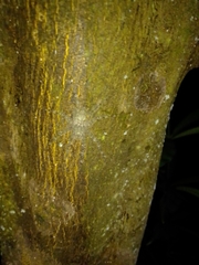 Pandercetes gracilis