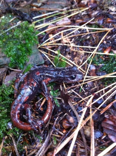 Italian Cave Salamander, Holzminden, gemeindefreies Gebiet, Niedersachsen, DE, photo 8 of 10
