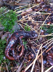 Speleomantes italicus