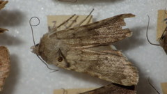 Standfussiana lucernea