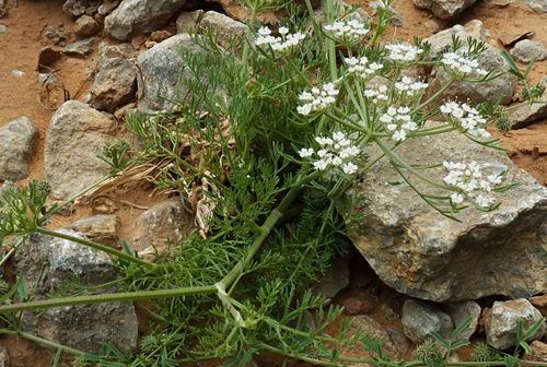 Daucus sahariensis image