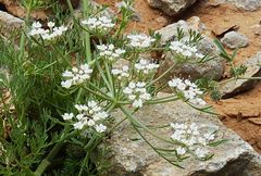 Daucus sahariensis image