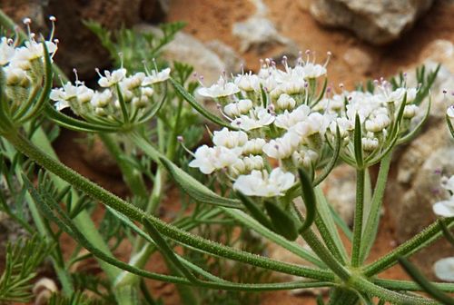 Daucus sahariensis image