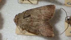 Standfussiana lucernea