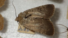 Standfussiana lucernea