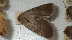 Standfussiana lucernea