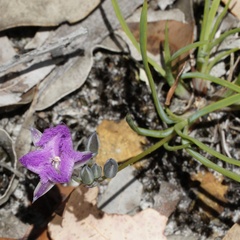 Thysanotus pauciflorus