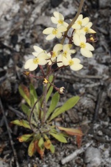 Stylidium spathulatum