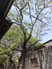 Jacaranda mimosifolia
