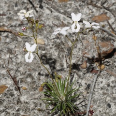 Stylidium spinulosum