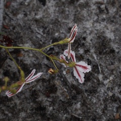 Stylidium spinulosum