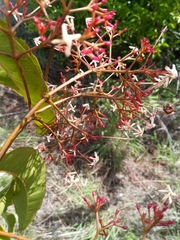 Ixora platythyrsa