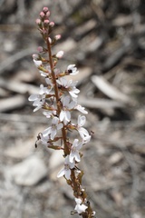 Stylidium diversifolium