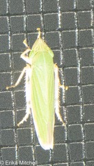 Draeculacephala noveboracensis