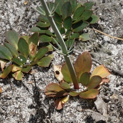 Stylidium diversifolium
