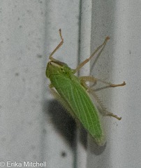 Draeculacephala noveboracensis