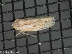 Amplicephalus osborni