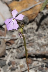Isotoma hypocrateriformis