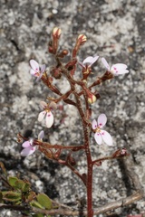 Stylidium assimile