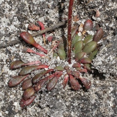 Stylidium assimile