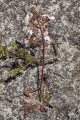 Stylidium assimile